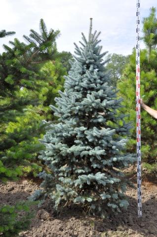Picea pungens 'Oldenburg'